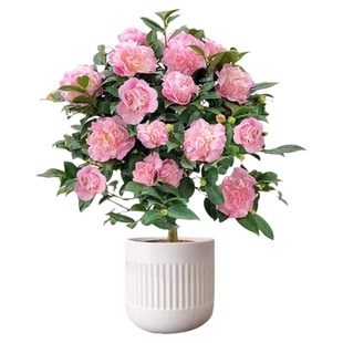 香妃山茶花盆栽白色赤丹树苗四季植物浓香开花庭院阳台室内外花卉