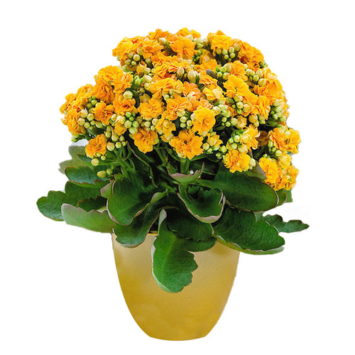 海蒂的花园长寿花盆栽重瓣大花花苗带花苞金狐狸花卉植物室内开花