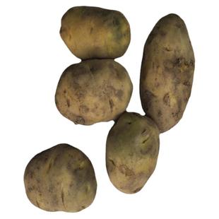 高产紫心黑金刚土豆种子脱毒原种黄心土豆种子红皮红心土豆种春秋