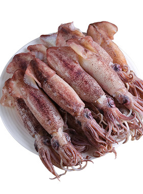 新鲜笔管鱼满籽海兔子鲜活小鱿鱼火锅食材商用海鲜水产小乌贼鱿鱼