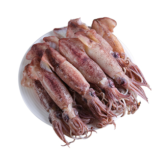 新鲜笔管鱼满籽海兔子鲜活小鱿鱼火锅食材商用海鲜水产小乌贼鱿鱼