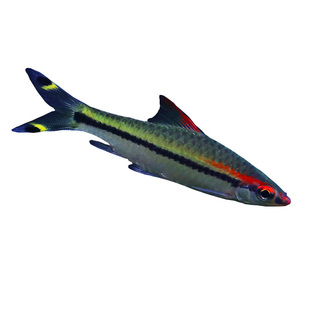 一眉道人鱼群游鱼热带鱼草缸灯科鱼活体淡水小型鱼活体耐养观赏鱼