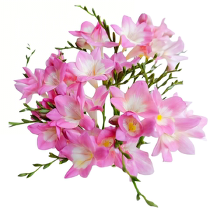 云南基地直发香雪兰鲜花小苍兰多头家庭办公室水养花卉香味浓郁