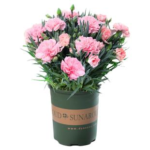 康乃馨盆栽带花苞四季花卉室内花阳台石竹观花植物好养易活大花苗