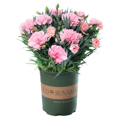 康乃馨盆栽带花苞四季花卉室内花阳台石竹观花植物好养易活大花苗