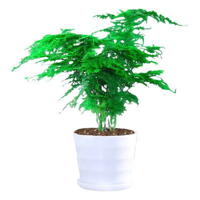 文竹盆栽绿植物室内水培客厅桌面办公室内绿植绿萝发财树栀子花