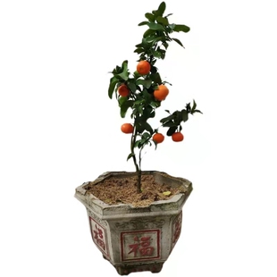 正宗江西南丰蜜桔苗嫁接南丰蜜橘树苗贡桔早熟桔子无核果树苗南方