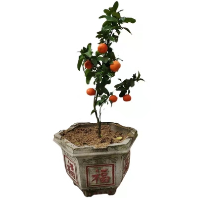 南丰蜜橘树苗正宗小桔子纯甜无渣