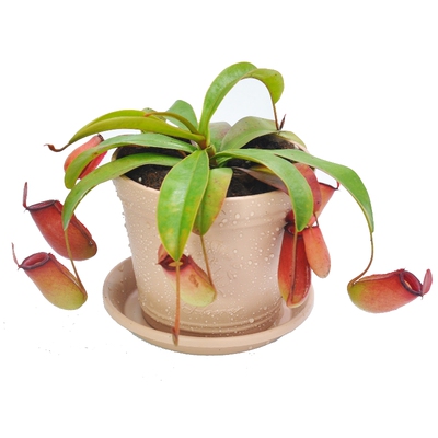 红宝石猪笼草食虫植物