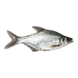 鳊鱼苗长身柳叶鳊三角团头鲂大小武昌扁鱼活体淡水养殖食用小鱼苗