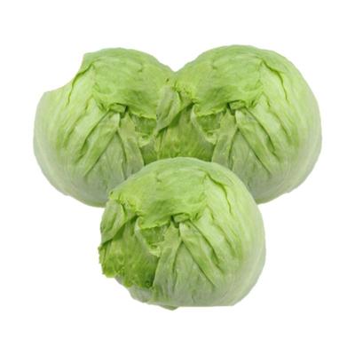 球生菜20斤包邮20斤包邮