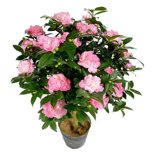 名贵四季香妃茶花带花苞小苗夏日七心五色赤丹时令草本花卉原生苗