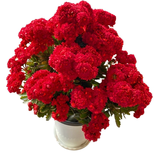 新品长寿花盆栽带花苞重瓣大花苗阳台花卉绿植物室内好养四季开花