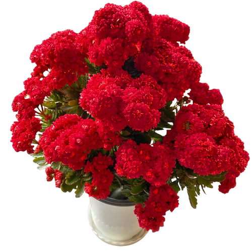 新品长寿花盆栽带花苞重瓣大花苗阳台花卉绿植物室内好养四季开花