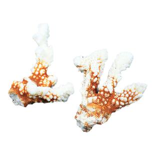 如鸿如鸿天然水晶原石白珊瑚矿石鱼缸装饰造景小摆件树杈形石头