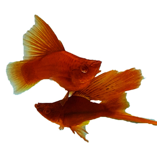 红剑箭鱼燕尾双尾高鳍菊花帆琴尾热带鱼观赏鱼纯种精品胎生水草缸