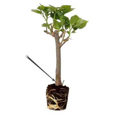 重瓣三角梅盆栽大苗勤花老桩好养