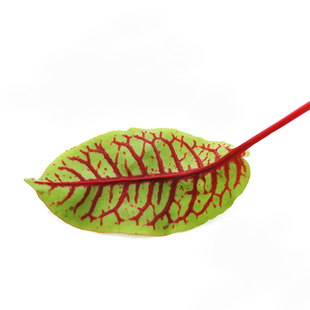 新鲜酸膜 酸模叶 红酸膜草 酒店饭店西餐摆盘装饰 1盒 约40片