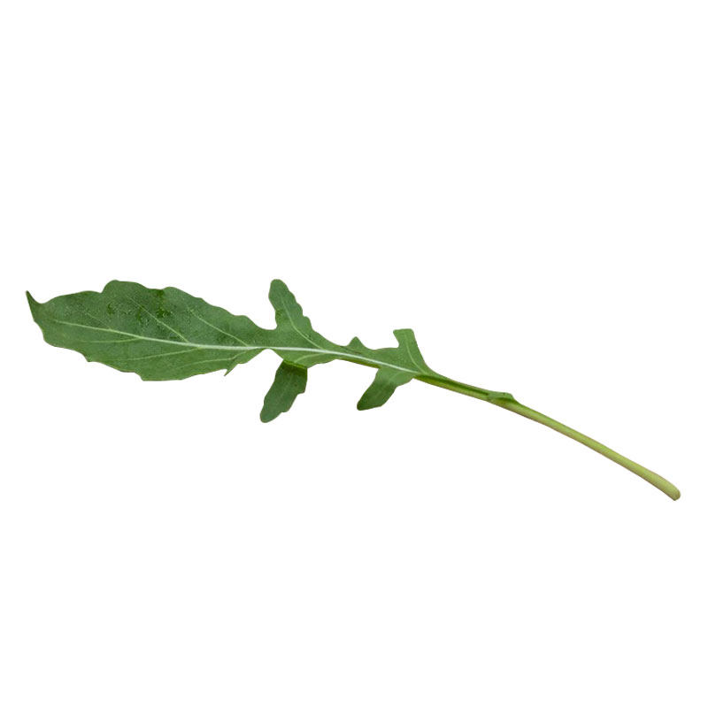 新鲜采摘芝麻菜现采发货物美价廉