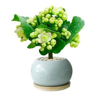 长寿花绿植小盆栽花卉办公室内桌面盆景四季摆件复瓣重瓣大花花苗