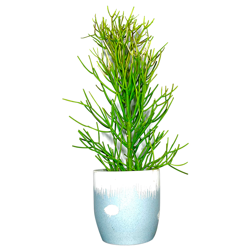耐晒红珊瑚盆栽沙漠绿植物花镜植物彩珊瑚庭院园林绿化地栽光棍树