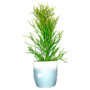 耐晒红珊瑚盆栽沙漠绿植物花镜植物彩珊瑚庭院园林绿化地栽光棍树