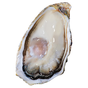 鲜活乳山生蚝10斤牡蛎海蛎子特大海鲜批发商用蚝王装新鲜水产烧烤