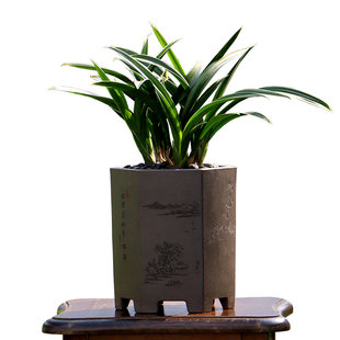 老种高端墨兰艺草金边达摩爪冠矮种四季建兰禅月带花绿翡翠浓香型