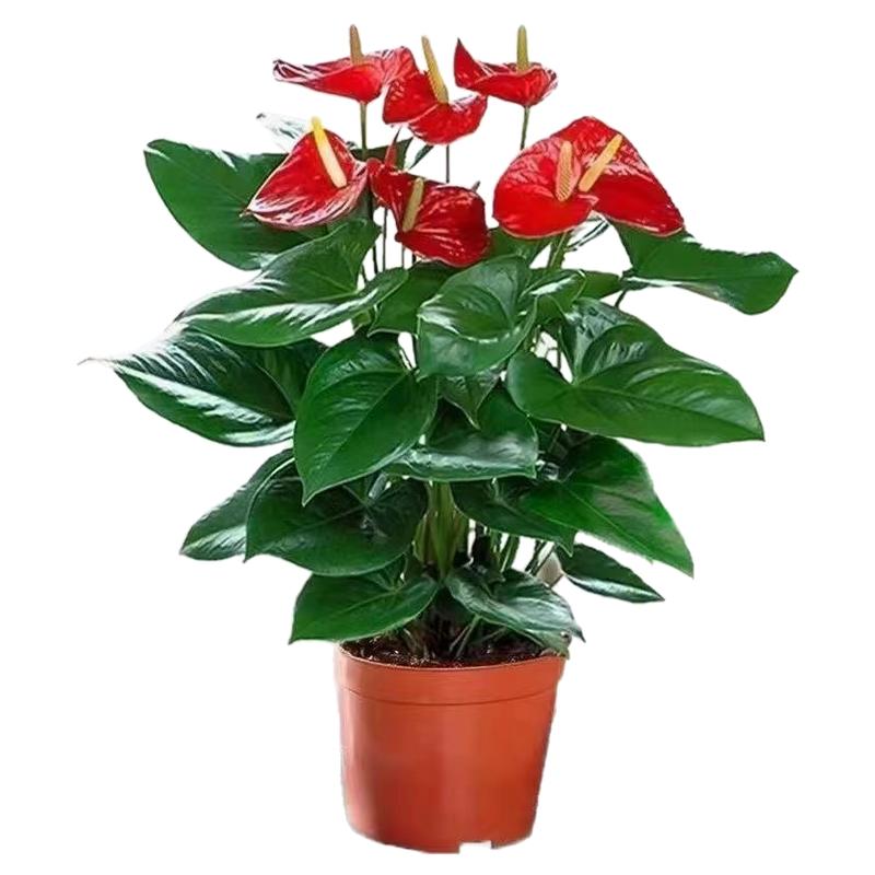 红掌开花植物室内四季美观