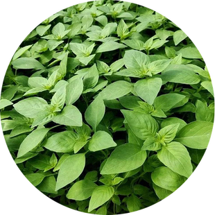 荆芥菜种籽河南大叶金苋菜荆棘蔬菜种子孑四季播种菜籽空心菜种籽