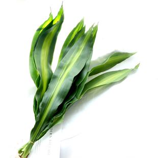 散尾葵天使叶巴西叶蓬莱松龟背叶栀子叶羊齿昆明斗南鲜花配草包邮