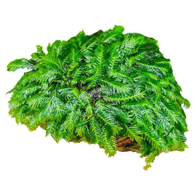凤尾火山石鱼缸水族箱虾缸草缸定植美凤莫斯造景苔垂泪三角莫斯
