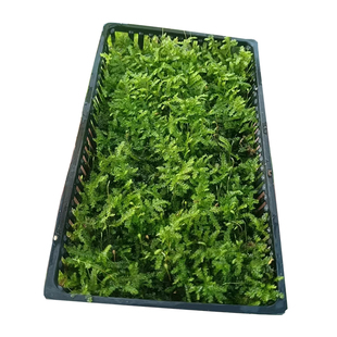 莫斯水草真松茸莫斯盒片鱼缸造景专用沉木慕斯树装饰前景阴性植物