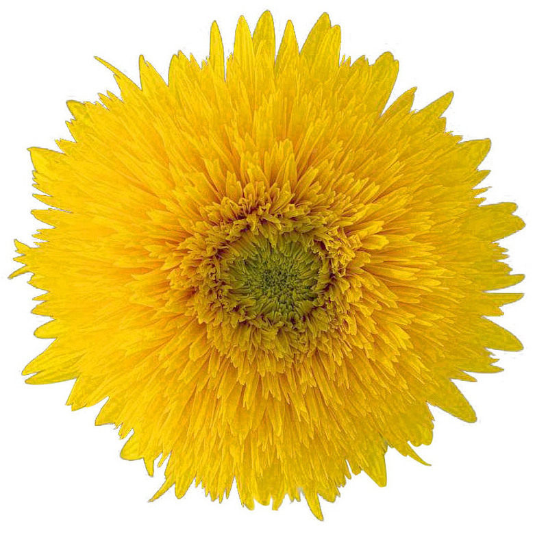 玩具熊向日葵种子种籽子苗矮四季幼苗盆栽观赏葵花花苗孑花种活苗