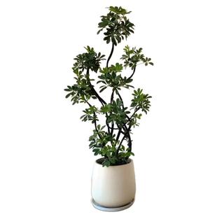 造型鸭脚木客厅大盆栽高级感八方来财鸭掌木鹅掌柴招财树大型绿植