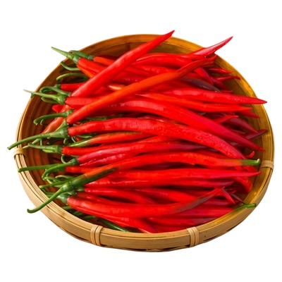 现摘二荆条红辣椒特辣农家自种