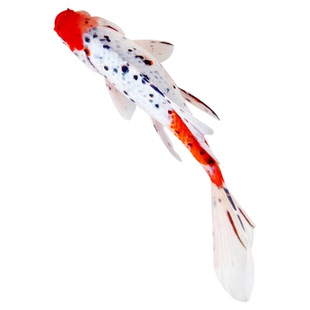 长尾大红草金鱼冷水鱼淡水鱼观赏鱼锦鲤三色黄金锦鲤锦鲫红草金鱼