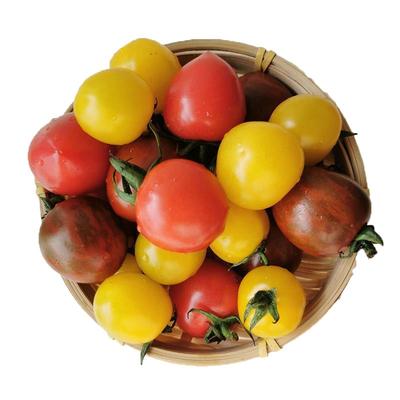 御钦苑四色混装圣女果酸甜可口