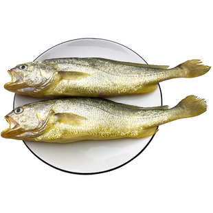 4条大黄鱼新鲜冷冻鲜活黄花鱼深海生鲜黄鱼海鲜水产霞浦宁德福建