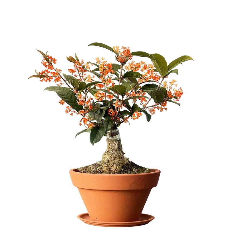 四季桂桂花树苗盆栽绿植