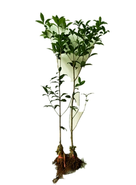 大花浓香红花黄花当年开花桂花苗