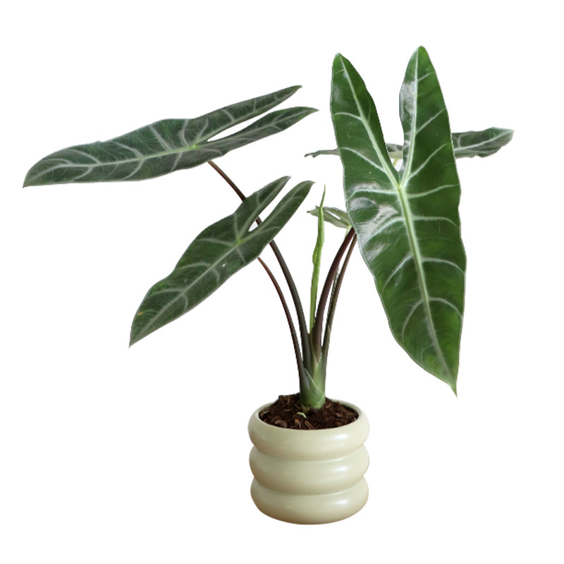 银脉剑叶海芋植物室内阳台绿植