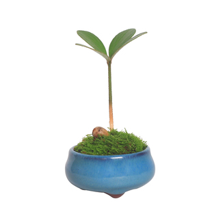 墨西哥铁树四叶草植物迷你盆栽苏铁耐寒耐旱古风桌面绿植小摆件