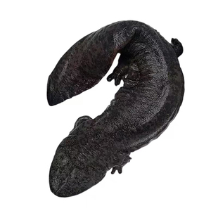 汉中娃娃鱼鲜活食用大鲵【3~15斤】滋补送礼月子餐养殖场直发包活