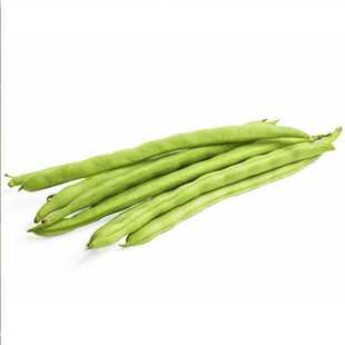 九粒白四季豆种子芸豆种子 特长九粒白不老豆角种子高产春秋基地