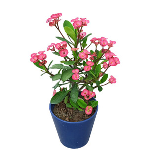 稀有新品种常年开花无刺粉色虎刺梅盆栽铁海棠中花耐旱耐暴晒阳台