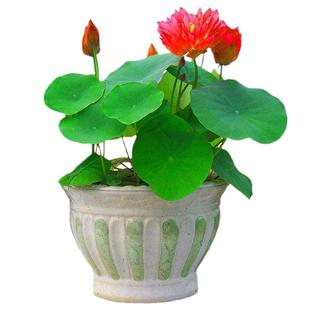 荷塘泥睡莲植物碗莲种子专用泥淤泥鳅荷花泥铜钱草塘泥营养土泥土