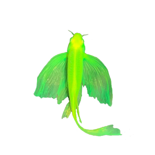 广东发货蝶翼长尾斑马鱼龙凤翡翠色热带鱼活体小型光赏鱼群游红蓝