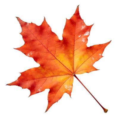 进口羽毛枫树橙色蕾丝金隐泰勒