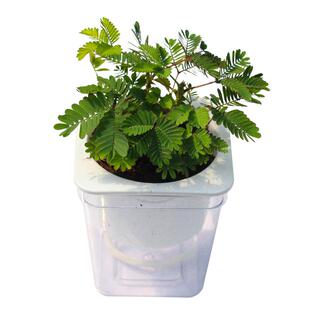 含羞草小盆栽室内阳台植物四季常青易种花卉怕羞草害羞草趣味植物